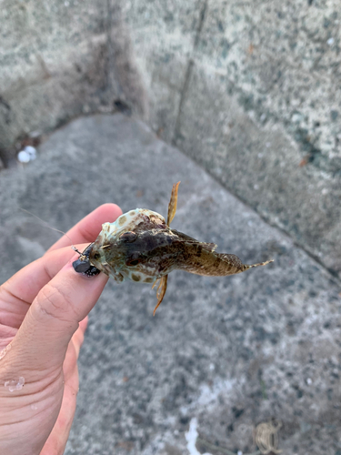 ハゼの釣果