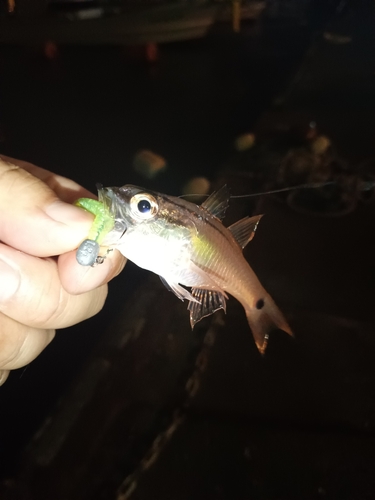 ネンブツダイの釣果