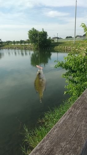 ブルーギルの釣果