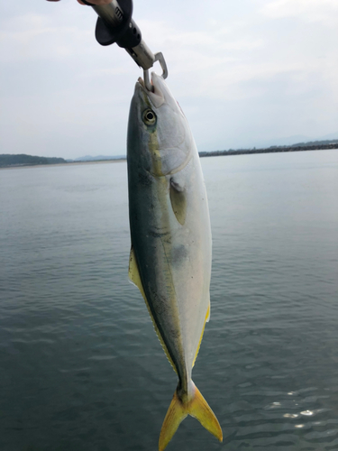 イナダの釣果