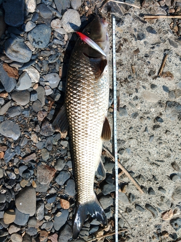 コイの釣果