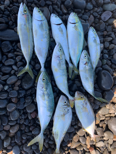 ツバスの釣果