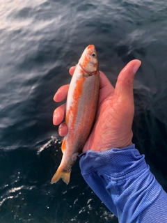 ウグイの釣果