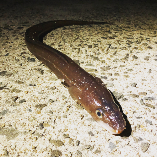 アナゴの釣果