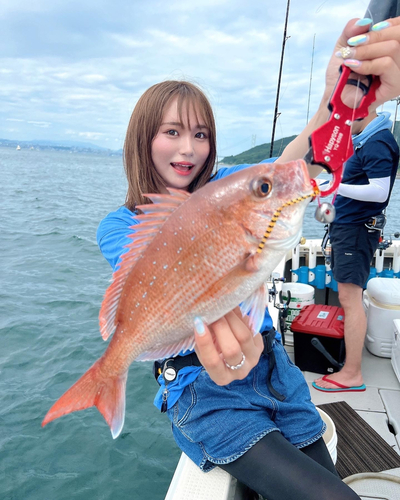 マダイの釣果