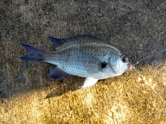 スズメダイの釣果