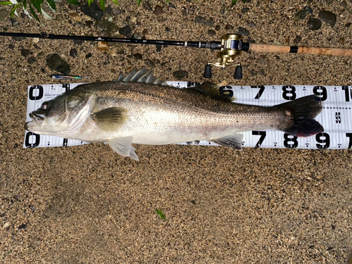 スズキの釣果