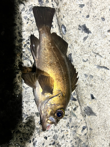 アカメバルの釣果