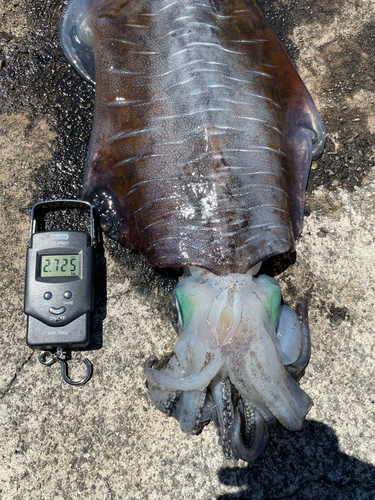 アオリイカの釣果