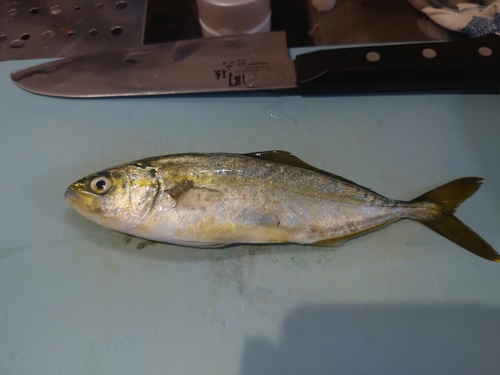 ワカシの釣果