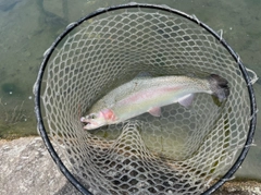 ヤシオマスの釣果