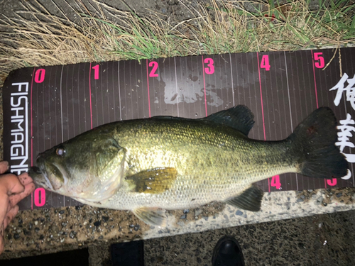 ブラックバスの釣果