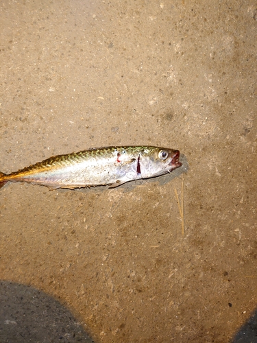 サバの釣果