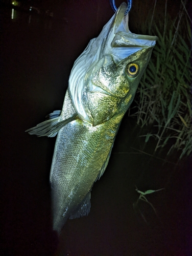 スズキの釣果