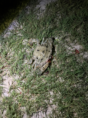 タイワンガザミの釣果