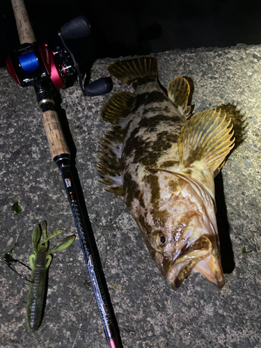 ベッコウゾイの釣果