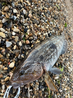 アイナメの釣果