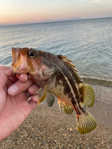 シマソイの釣果