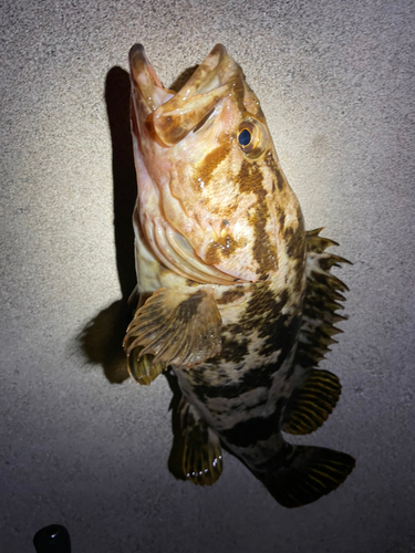 ベッコウゾイの釣果