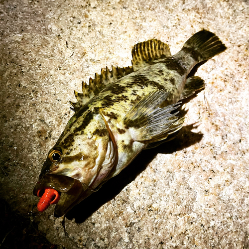 タケノコメバルの釣果