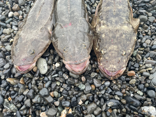 マゴチの釣果