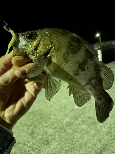 アオメバルの釣果