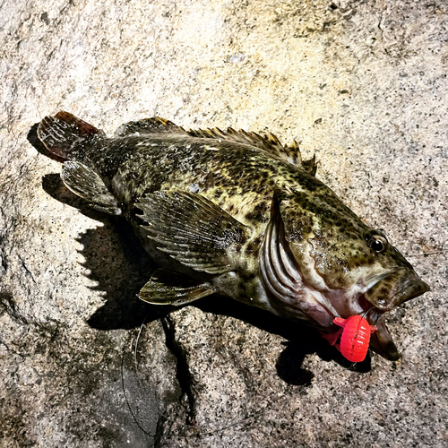 タケノコメバルの釣果