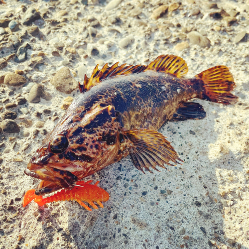 タケノコメバルの釣果