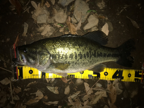 ブラックバスの釣果