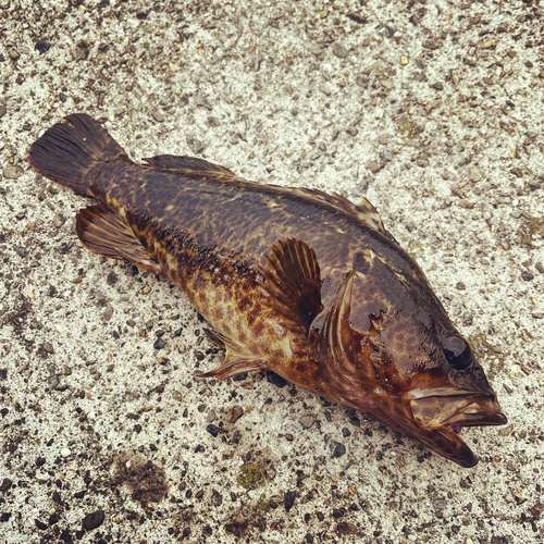 タケノコメバルの釣果