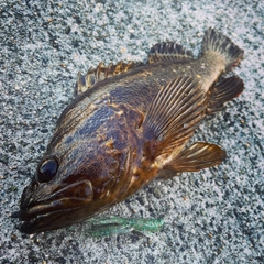 タケノコメバルの釣果