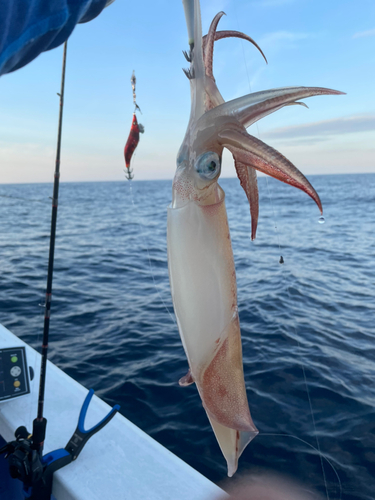 ケンサキイカの釣果