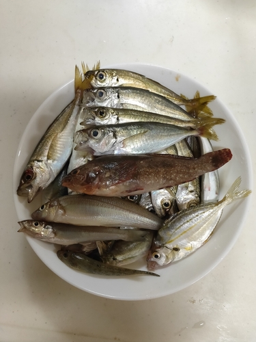 アジの釣果