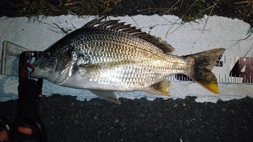 キビレの釣果