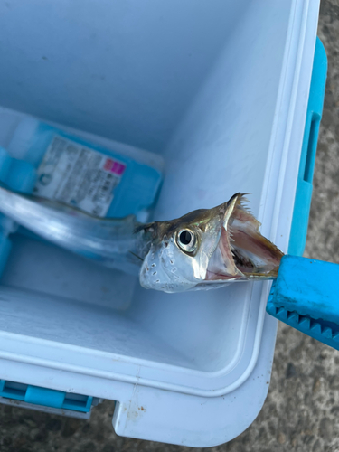 タチウオの釣果