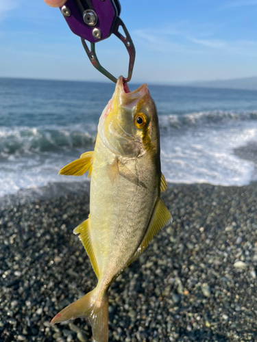 ショゴの釣果