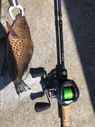 オオモンハタの釣果