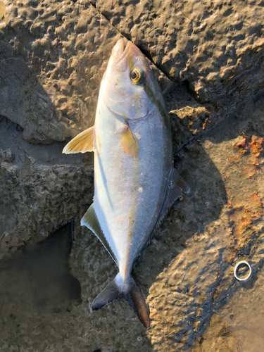 ショゴの釣果