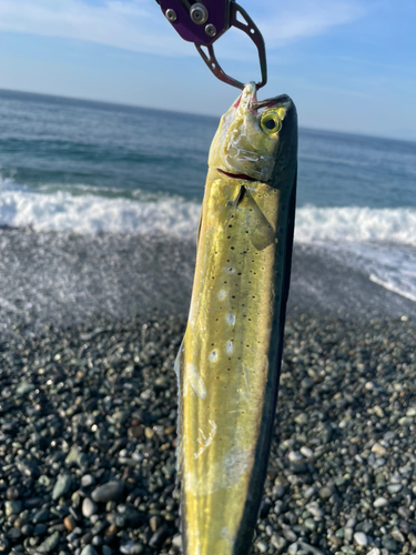 シイラの釣果