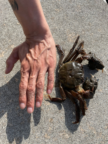 カニの釣果