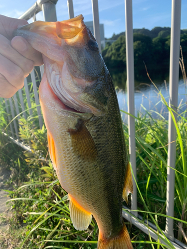 ブラックバスの釣果