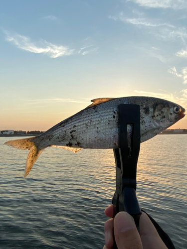 コノシロの釣果