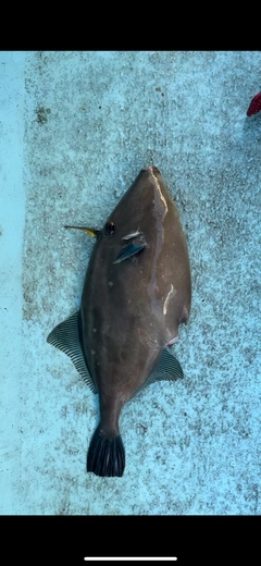 マイカの釣果