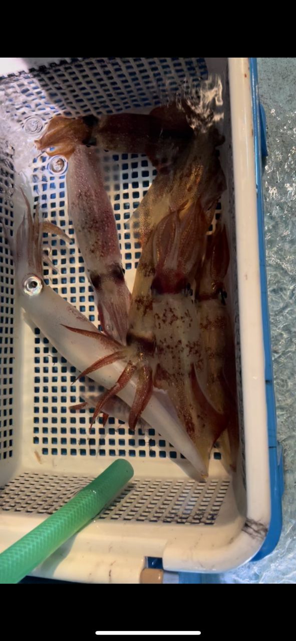 nobumasahさんの釣果 2枚目の画像