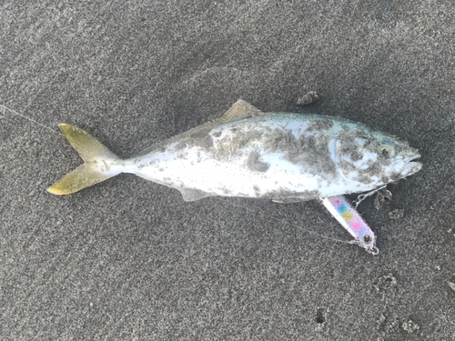 ワカシの釣果