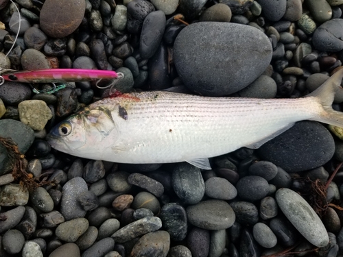 コノシロの釣果