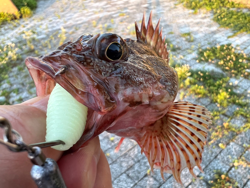 アラカブの釣果