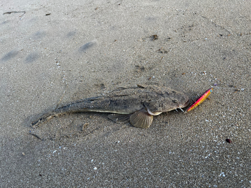 マゴチの釣果