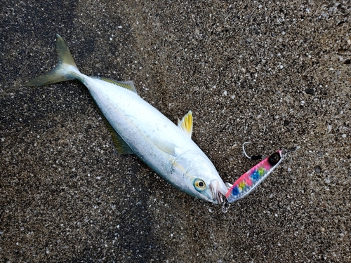 ワカナゴの釣果