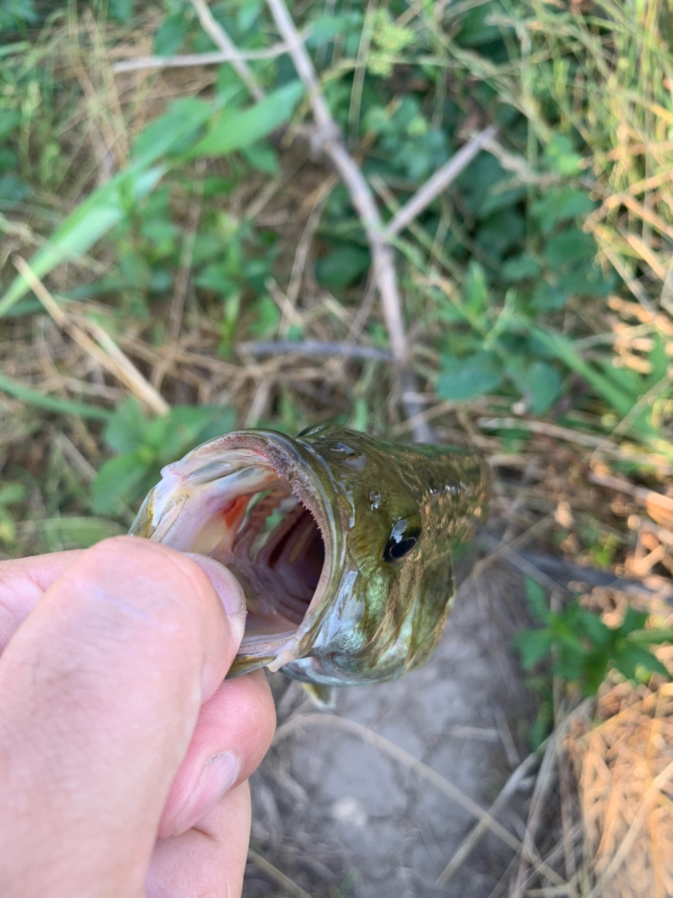 スモールマウスバス